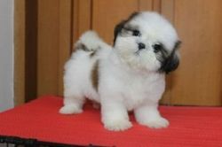 Shih Tzu Lovely Puppies Ready Forever home