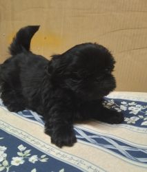 Shih tzu pup for sale