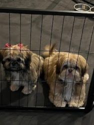 Shih tzu Puppies both male and female
