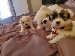 Shichon teddybear puppies for sale