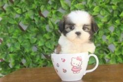 Cute Shih Shih Tzu Pupies Available For Rehome fee