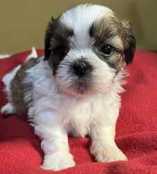 Available Male & female Shih Tzu puppies