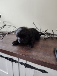 Shihtzu puppies ready for new home