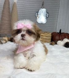 Affordable Shih Tzu Puppies