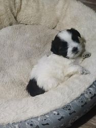 Sweet shih for sale