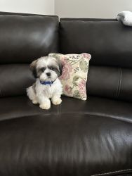 Very cute and active male Shihtzu puppy for sale