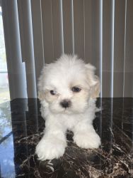 SHI TZU available I’m located in Davenport fl