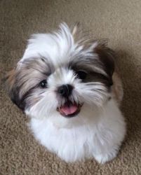 Shih Tzu Puppies Available