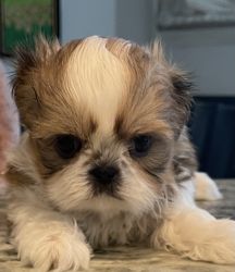 Adorable Imperial Shih Tzu Puppies Available