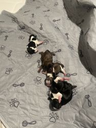 Puppies for sale 5 purebred shih tz puppies