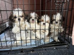 Puppies for sale (xxx)xxx-xxxx