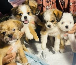 Puppies in need of Loving Home