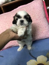Hi guys Shihtzu puppy for sale ❤️