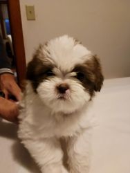 4 Puppies Need a New Home