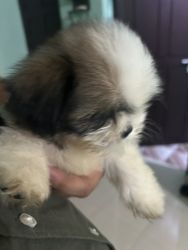 50 days old Shihtzu Male puppy for sale