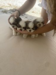 Sigh Tzu puppies for sale!