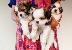 Quality Tri Colour Champion Lineage Shih Tzu Puppies available