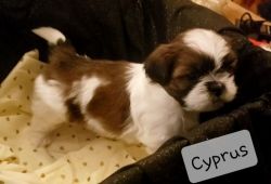 Shih-tzu puppies for sale!! So sweet and fluffy!
