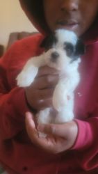 Shihpoo Puppies need forever home