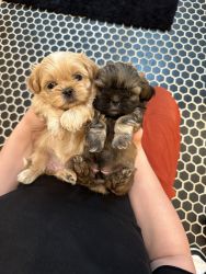 Shih Tzu Puppies available 4/29