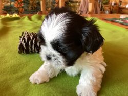 MAILO, Shih Tzu Imperial toy size, 8 weeks, ready to go