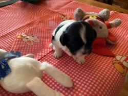MOTHERS DAY, Tiny Toy Imperial Shih Tzu female