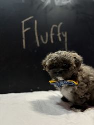 Fluffy 8 Weeks Old