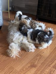 I am selling a shih tzu breed dog, they are 2 months old