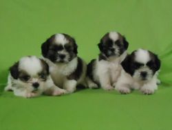 33 days old Shihtzu puppies for sale