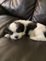 10 week old Shih Tzu puppy for sell