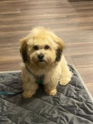 SHICHON (Teddy bear puppy) - Male - Fully Vaccinated - For free