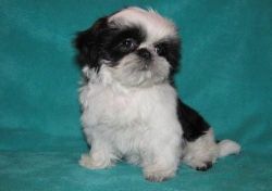 Well Trained shih tzu Puppies.