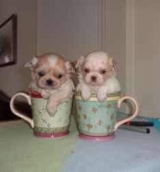 Teacup & imperial puppies