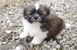 Male and female shitzu puppies for sale