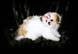 Reno is a male gold & white Shih Tzu puppy.
