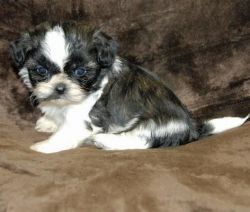 Available Shichon Puppies For Sale