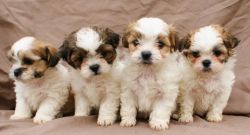 Gorgeous Shih Tzu Puppies