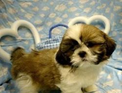 Gold And White Shih Tzu Puppies For Sale.