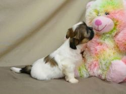 Cute Shih Tzu Puppies For Adoption (xxx) xxx-xxx3