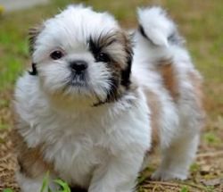 Lovely Shih Tzu Puppies (xxx) xxx-xxx3