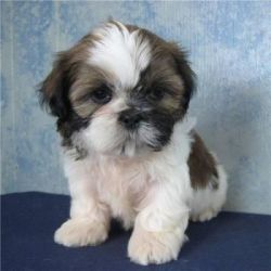 Baby male and Female Shih tzu Puppies