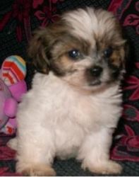Healthy And Sweet .so Adorable Shih Tzu Puppies.
