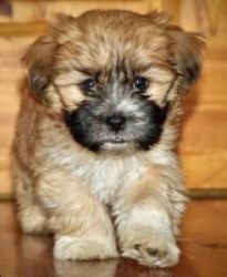 Cute Shih Tzu Puppies Available Now For Adoption