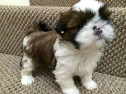 Affectionate Shih Tzu Puppies Ready To Go