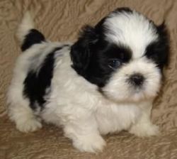 Sweet And Adorable Shih Tzu Puppy. Eight Weeks Old