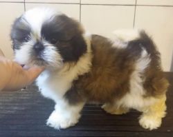 Shih Tzu puppies are available now