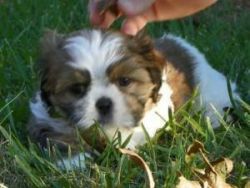 Baby male and Female Shih tzu Puppies