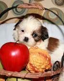 Chaming Shih Tzu Puppies .... Male And Female