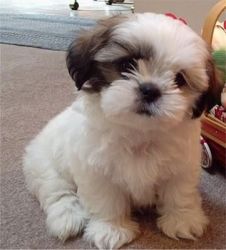 Adorable shih tzu puppies at good prices