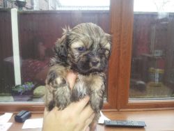 Shit Tzu Puppies for sale